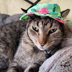 Cat Hat Tropical print like new condition